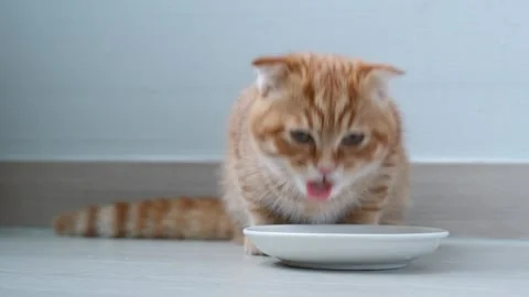 A tabby red kitten eats wet food from bowl on brown laminate, front view. Stock Footage 340597193