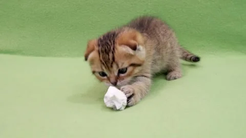 Tabby Scottish Fold Kitten Pouncing Toy Stock Footage 331820191