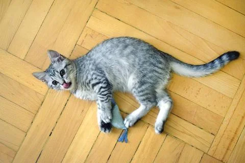 Tabby silver kitten lying on old wooden floor licking muzzle. Domestic kitt.. Stock Photos