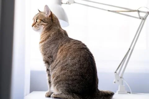 Tabby small cat sitting on a table. Foto stock