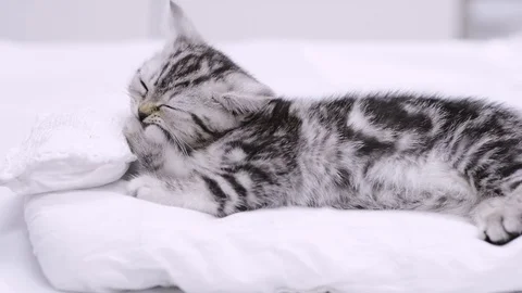 Tabby small kitten  washing itself Stock Footage 92968082