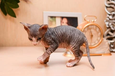 Tabby sphinx kitten, bald cat, small baby cat toddler Stock Photos