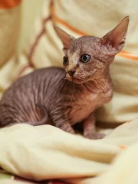 Tabby sphinx kitten, bald cat, small baby cat toddler. noise. soft focus Stock Photos