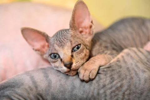 Tabby sphinx kitten, bald cat, small baby cat toddler Stock Photos
