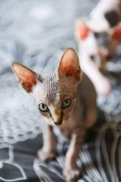 Tabby sphinx kitten, bald cat, small baby cat toddler Stock Photos