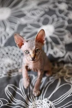 Tabby sphinx kitten, bald cat, small baby cat toddler Stock Photos
