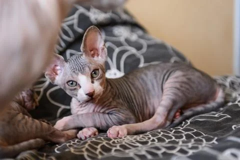 Tabby sphinx kitten, bald cat, small baby cat toddler Stock Photos