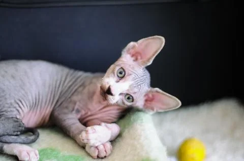 Tabby sphinx kitten, bald cat, small baby cat toddler Stock Photos