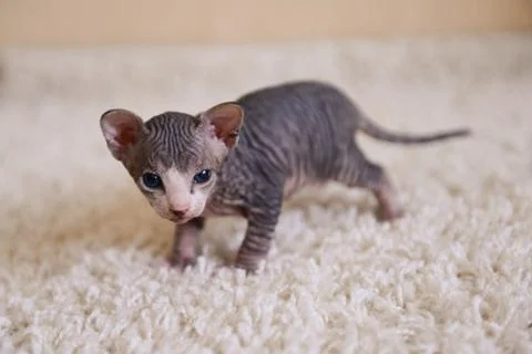 Tabby sphinx kitten, bald cat, small baby cat toddler Foto stock