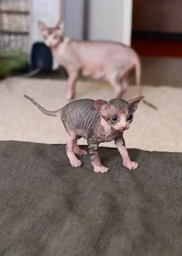 Tabby sphinx kitten, bald cat, small baby cat toddler Stock Photos