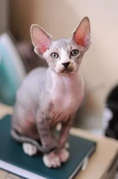 Tabby sphinx kitten, bald cat, small baby cat toddler Stock Photos