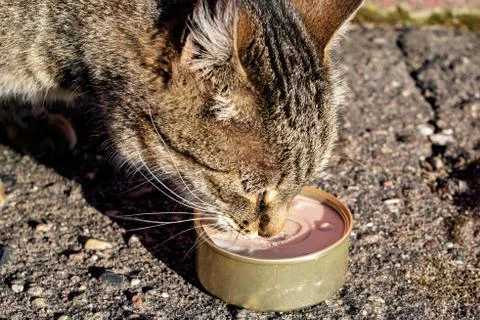 Tabby stray cat eats meat from can Stock Photos