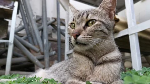 Tabby stray cat lying down resting Stock Footage 211968580