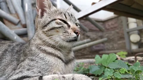 Tabby stray cat lying down and resting Stock Footage 211968723