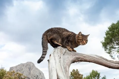 Tabby stray cat sitting on a tree branch, soft focus. Fotos Stock