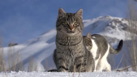 Tabby stray cats rest outdoors in freezing winter snow - Fur Pattern and Hardy Stock Footage 339373253