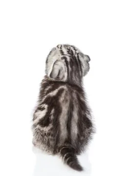 Tabby tiny kitten sits in back view and looks up. isolated on white backgroun Stock Photos