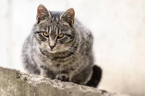 Tabby tomcat Foto stock