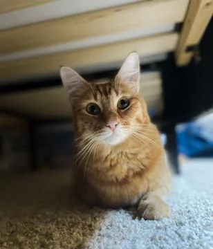 Tabby under bed Stock Photos
