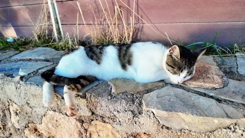 Tabby White Cat Napping On Stone Wall Antalya 库存影片 334747175