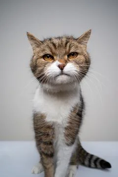 Tabby white cat portrait making funny face Stock Photos
