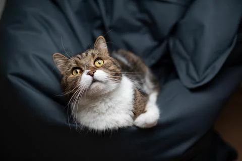 Tabby white cat resting on comfortable bean bag Stock Photos