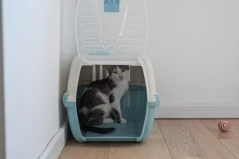 Tabby white cat sits in open pet carrier looking at camera eye level Stock Photos