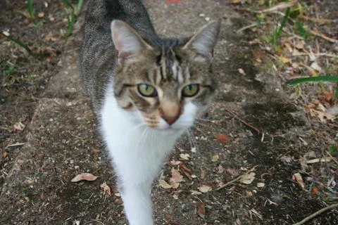 Tabbycat 库存照片