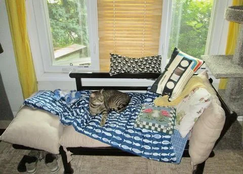 TabbyonCouch Stock Photos