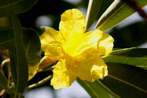 Tabebuia argentea flower Stock Photos