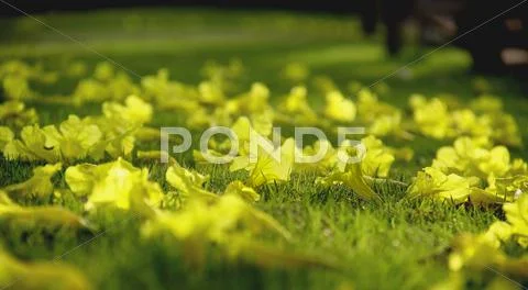 Tabebuia argentea flower Stock Photos
