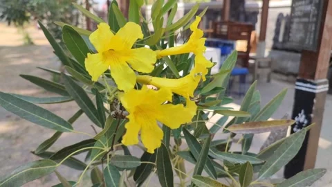 Tabebuia aurea plants are bright yellow flowers, native to Suriname, Brazil, eas Stock Footage 252485811