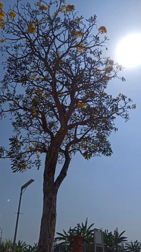 Tabebuia flower Video stock 255076655