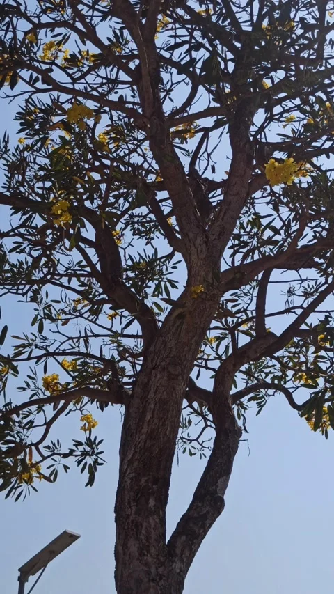Tabebuia flower Stock-Footage 255076669