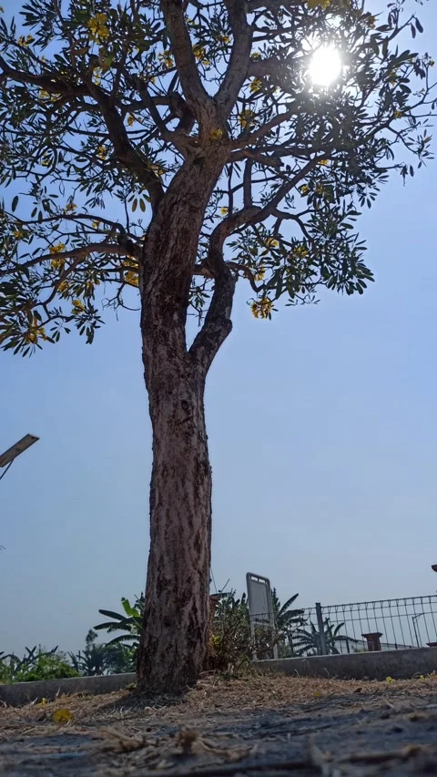 Tabebuia flower Video stock 255076734