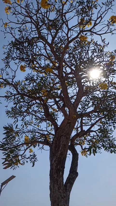 Tabebuia flower Stock Footage 255076846