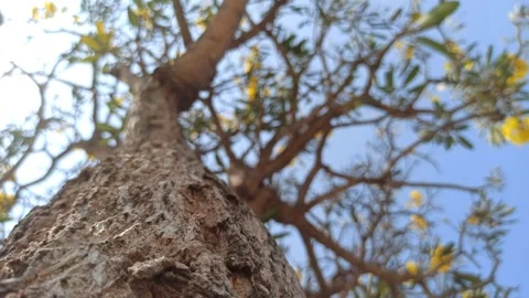 Tabebuia flower Stock Footage 255076876
