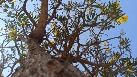 Tabebuia flower Stock Footage 255076886