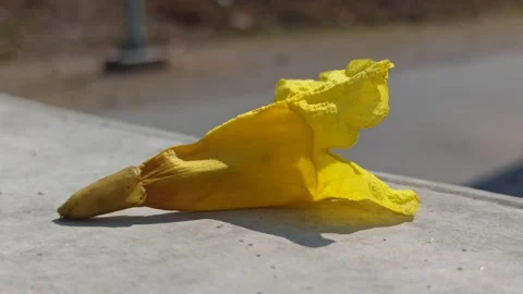 Tabebuia flower Video stock 255077036