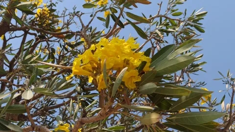 Tabebuia flower Stockbeeldmateriaal 255077119