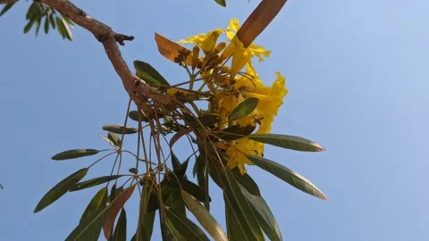Tabebuia flower Stock-Footage 255077123