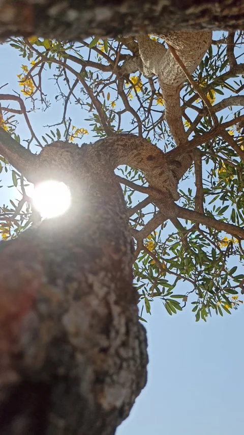 Tabebuia flower Video stock 255077147
