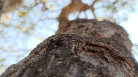 Tabebuia flower Video stock 255077369
