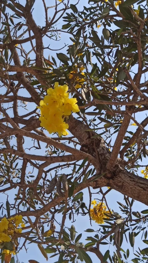 Tabebuia flower Stock Footage 255077374