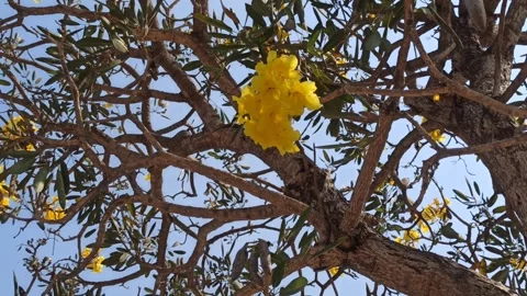Tabebuia flower Video stock 255077434