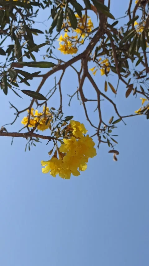 Tabebuia flower Video stock 255077610