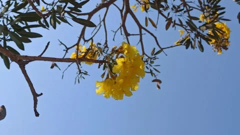 Tabebuia flower Stockbeeldmateriaal 255077611
