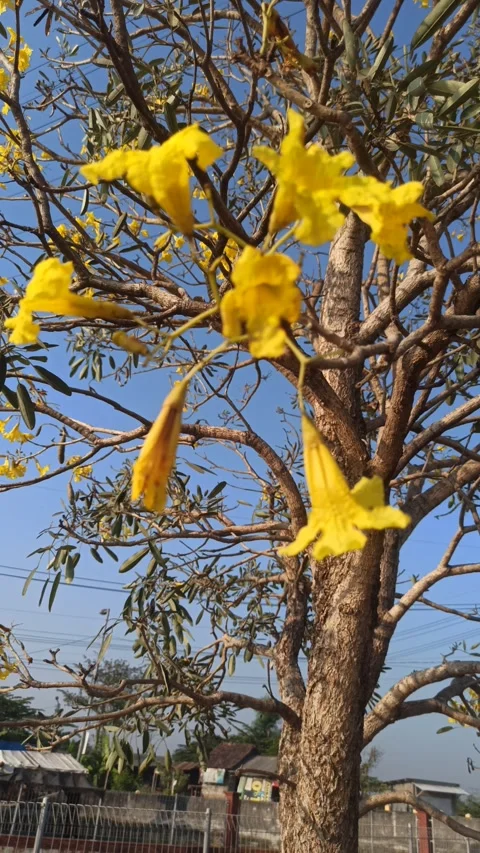 Tabebuia flower Video stock 255090491