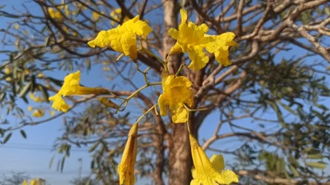 Tabebuia flower Stock Footage 255090505