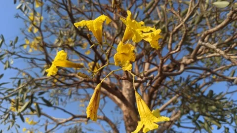 Tabebuia flower Stock Footage 255090506